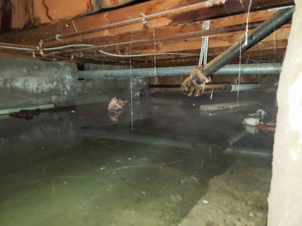 Best Mold removal after water damage  in Demopolis, AL